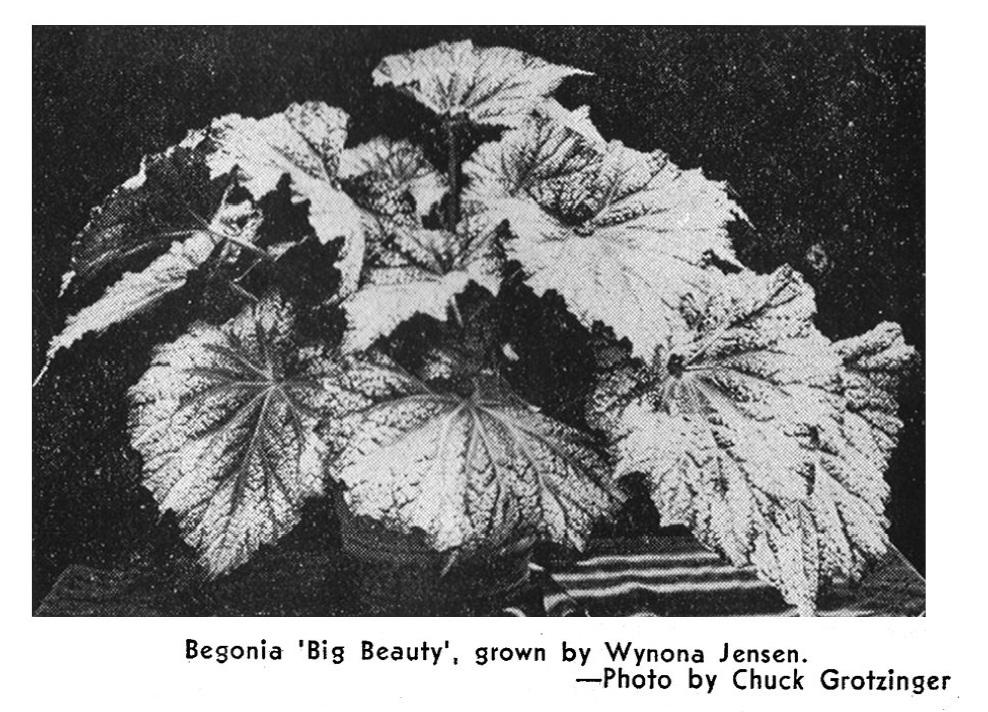 B. ‘Big Beauty’